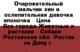 Очаровательный мальчик хин и ослепительная девочка японочка › Цена ­ 16 000 - Все города Животные и растения » Собаки   . Ростовская обл.,Ростов-на-Дону г.